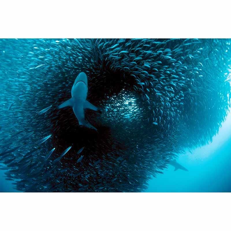 Digitaldruck-Tapete Predator livingwalls (1034250)