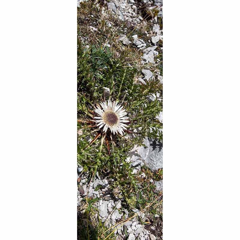 Digitaldruck-Tapete LittleDiscover livingwalls (1034537)