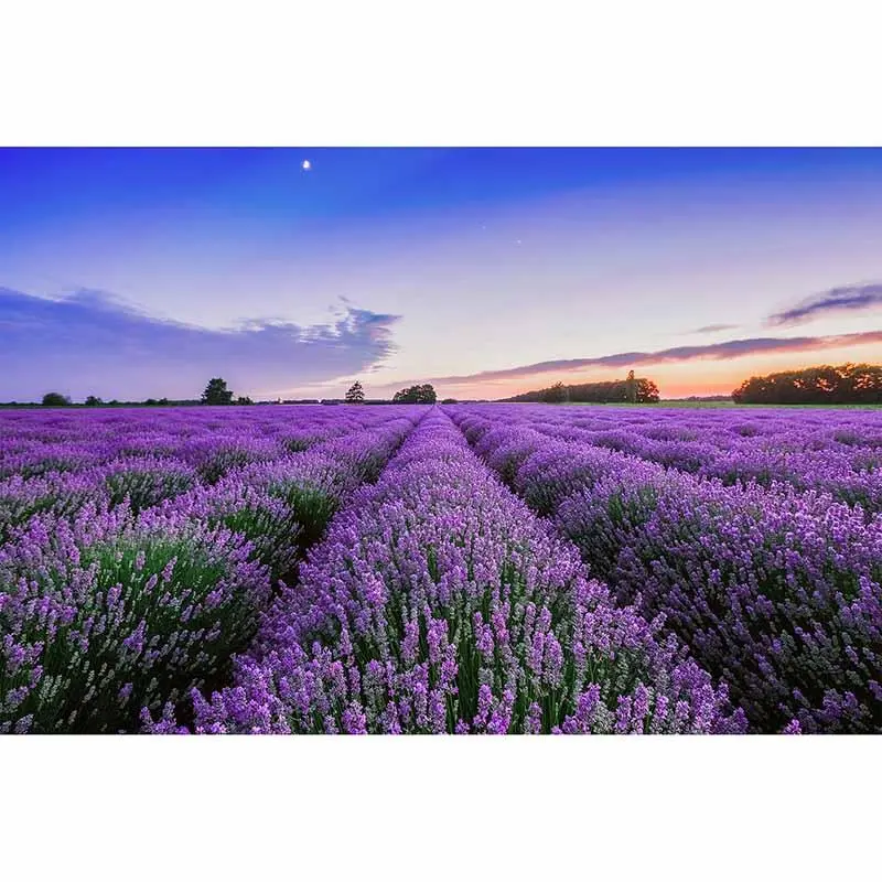 Digitaldruck-Tapete Lavender2 livingwalls (1034350)