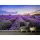 Digitaldruck-Tapete Lavender2 livingwalls (1034350)