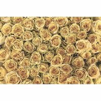 Digitaldruck-Tapete GoldenRoses livingwalls (1034334)