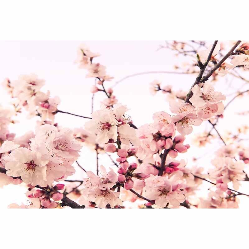 Digitaldruck-Tapete CherryBlossom livingwalls (1034332)