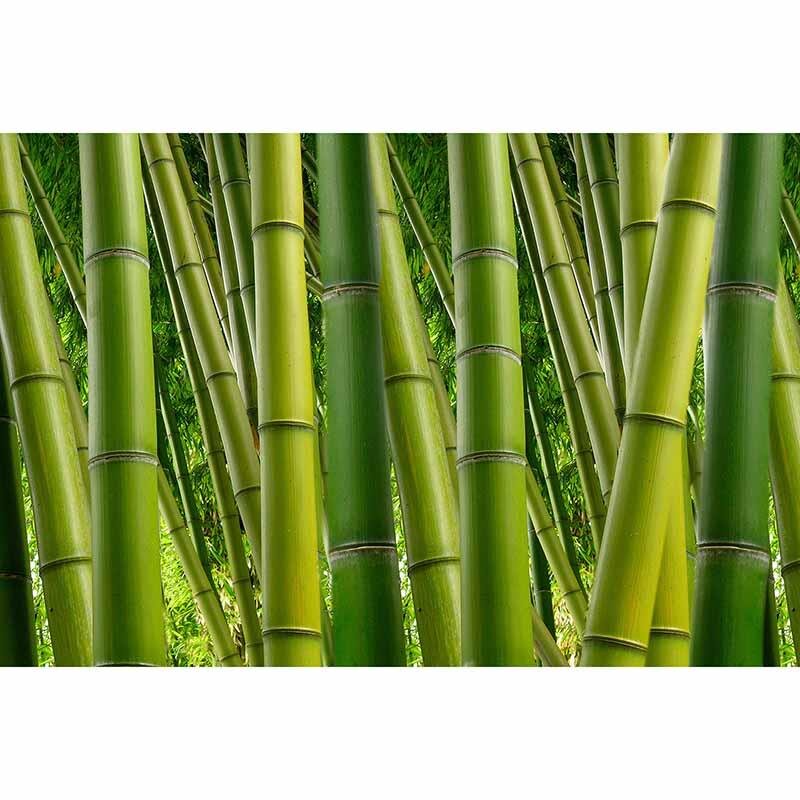 Digitaldruck-Tapete Bamboo livingwalls (1034318)