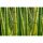 Digitaldruck-Tapete Bamboo livingwalls (1034318)