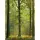 Digitaldruck-Tapete Autumn Forest livingwalls (1034072)