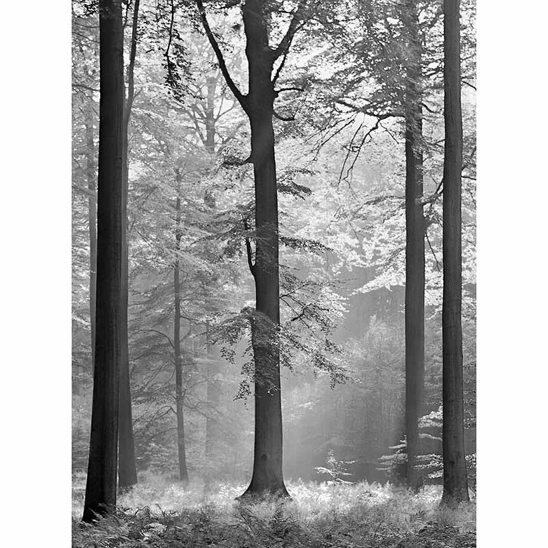 Digitaldruck-Tapete Avalon livingwalls (1034057)