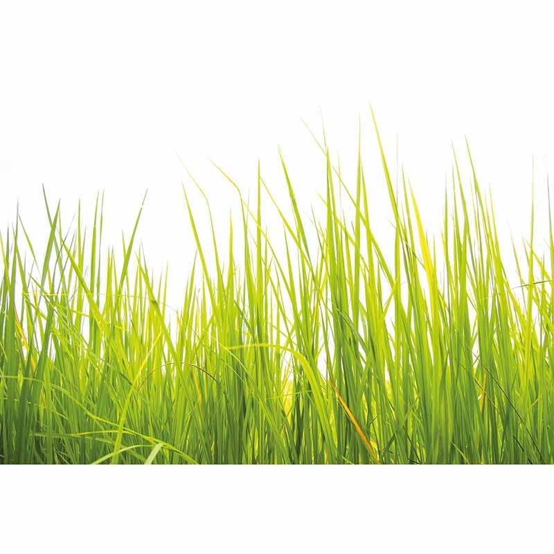 Digitaldruck-Tapete High Grass livingwalls (1033990)