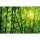 Digitaldruck-Tapete Bamboo Forest livingwalls (1033949)