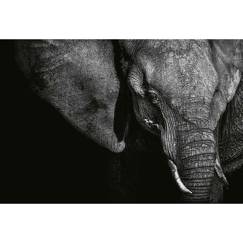 Digitaldruck-Tapete Beautiful Elephant livingwalls (1033884)