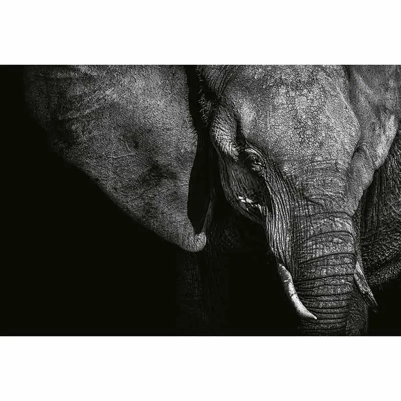 Digitaldruck-Tapete Beautiful Elephant livingwalls (1033884)