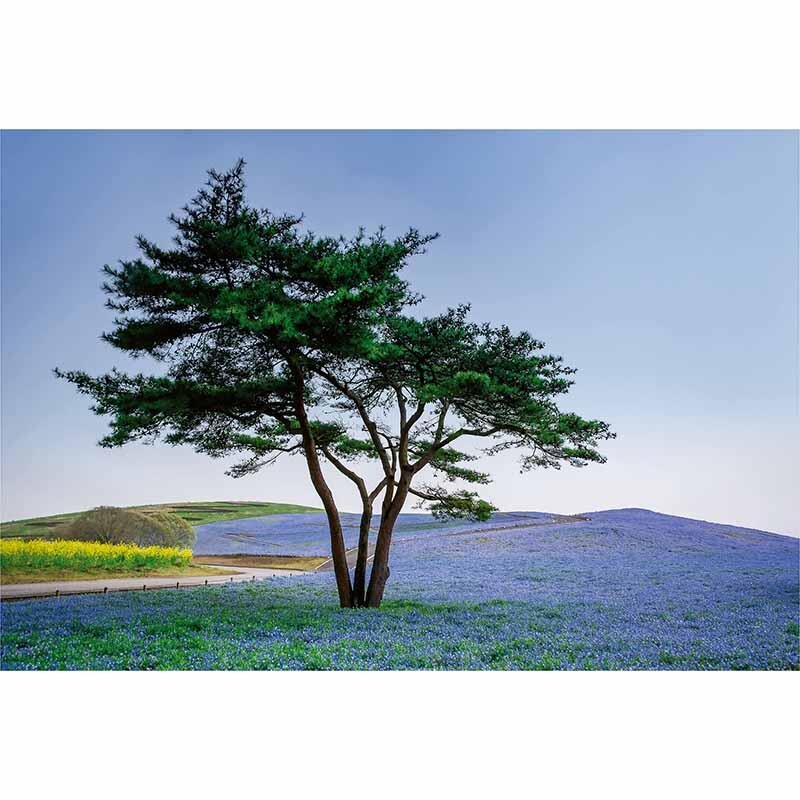 Digitaldruck-Tapete Tree in Blue Flower Field in Japan livingwalls (1033863)