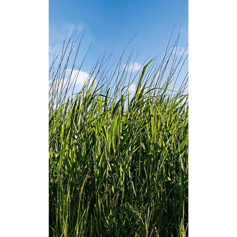 Digitaldruck-Tapete Natural Style Marburg (1034802)