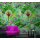 Digitaldruck-Tapete Tropical Vibes Marburg (1034789)