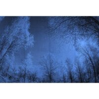 Digitaldruck-Tapete Forest Glade 2 Architects Paper...