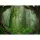 Digitaldruck-Tapete Tropical Forest livingwalls (1031923)