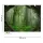Digitaldruck-Tapete Tropical Forest livingwalls (1031923)