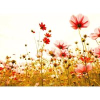 Digitaldruck-Tapete Flower Meadow 2 livingwalls (1031907)