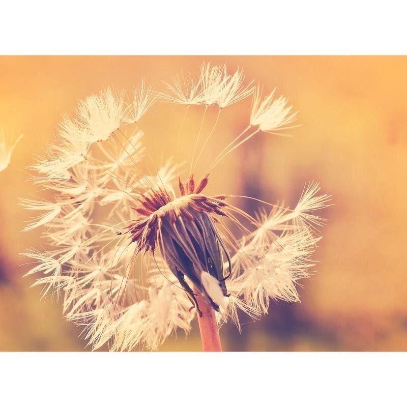 Digitaldruck-Tapete Dandelion 1 livingwalls (1031904)