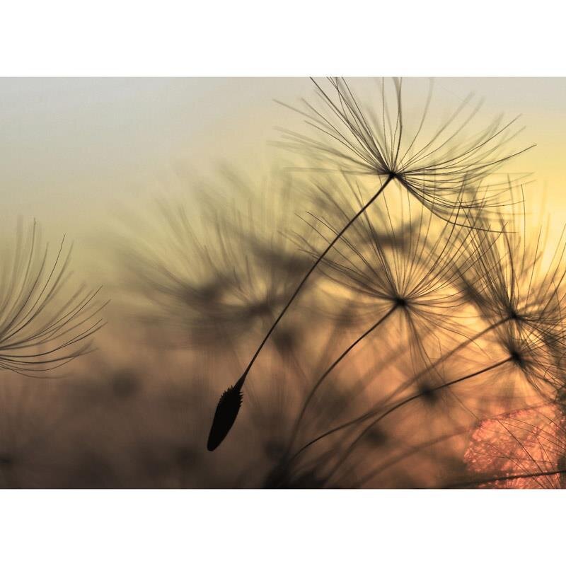 Digitaldruck-Tapete Flying Dandelion 2 livingwalls (1031903)