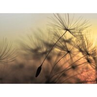 Digitaldruck-Tapete Flying Dandelion 2 livingwalls (1031903)