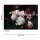 Digitaldruck-Tapete Bunch of Flower 2 livingwalls (1031867)