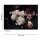 Digitaldruck-Tapete Bunch of Flower 1 livingwalls (1031866)