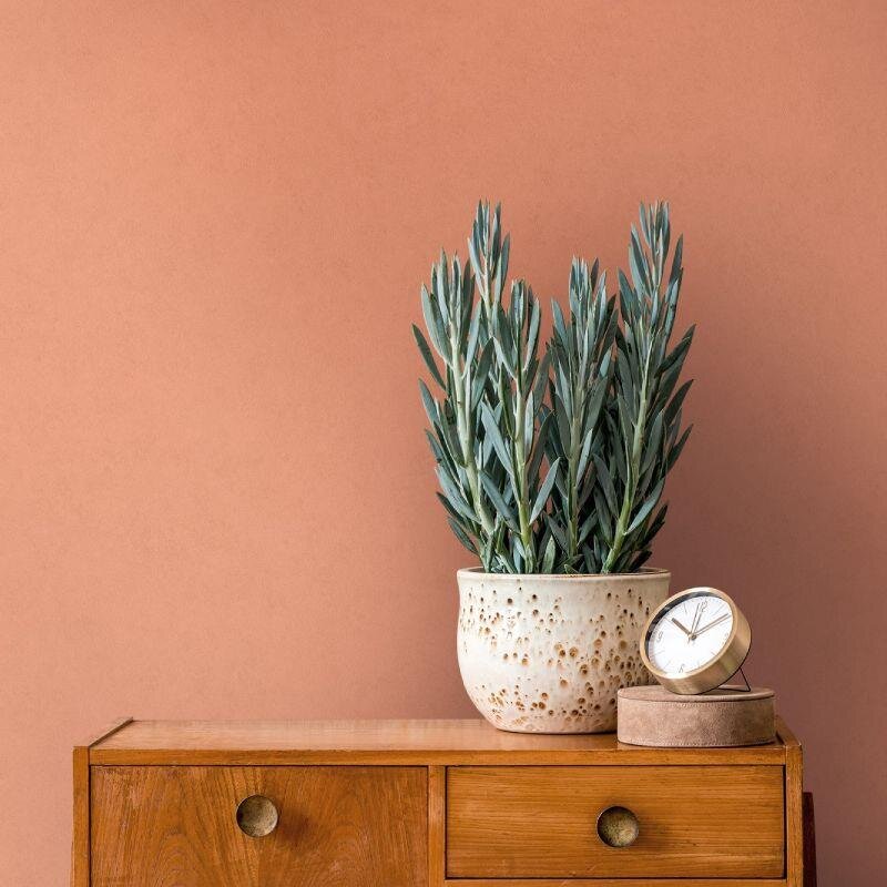 Tapete Orange Architects Paper Vliestapete (1043629)