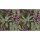 Digitaldruck-Tapete Tropicana 1 livingwalls (1025940)