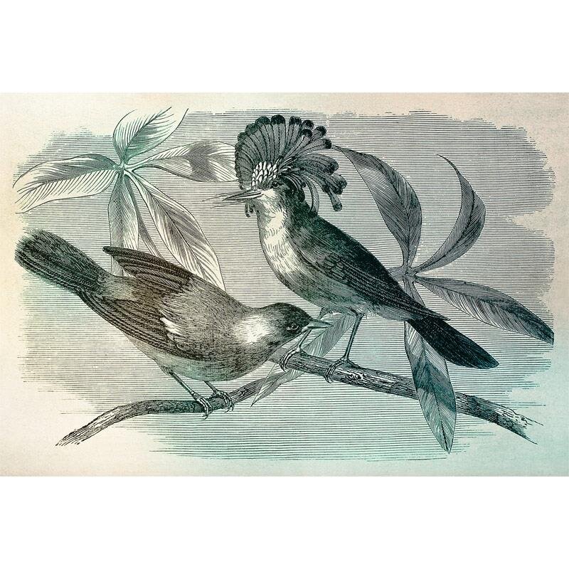 Digitaldruck-Tapete Vintage Birds 1 livingwalls (1024443)