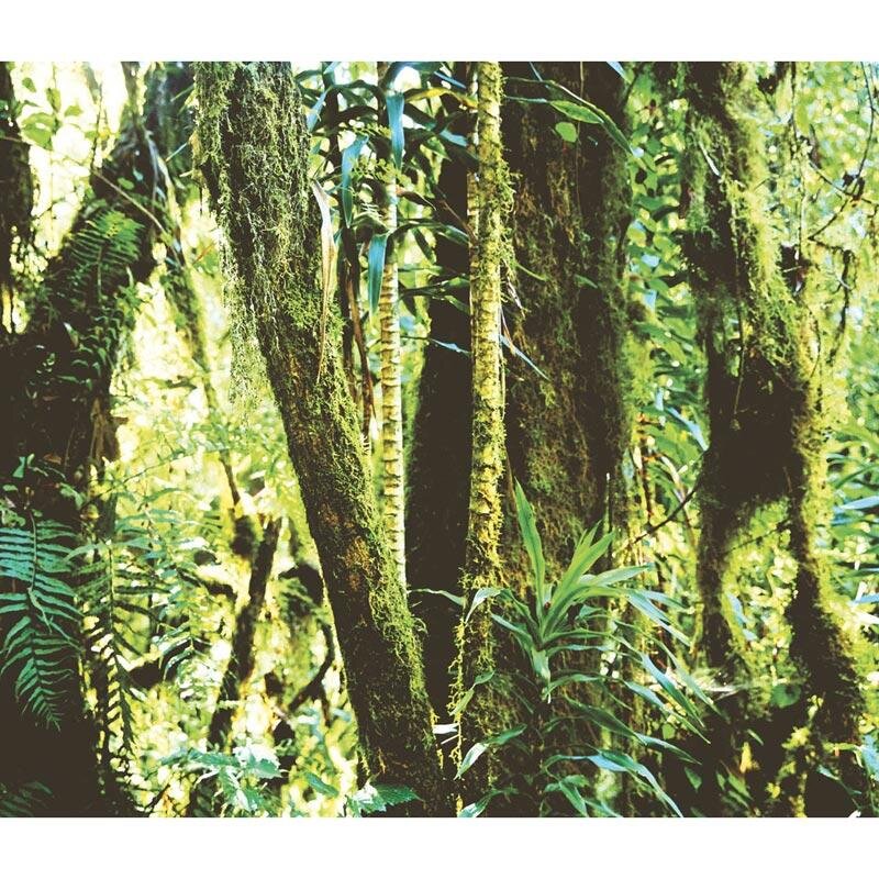 Digitaldruck-Tapete Grün Eijffinger (1020939)