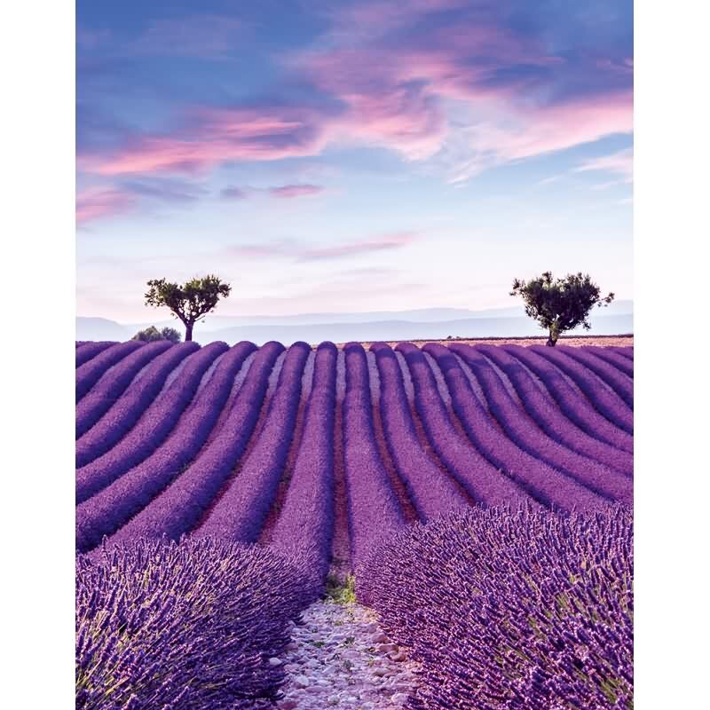 Digitaldruck Landschaft, Felder Grafisch Natur matt in Lila für Wohnzimmer, Schlafzimmer, Büro (KG-172683)