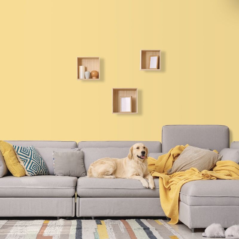 Wandfarbe Sonnengelb Sonora 4A Wallcover Colors S 0530-Y10R