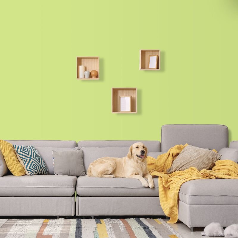 Wandfarbe Hellgrün Apfelgrün Kilkenny 3C Wallcover Colors S 0540-G50Y
