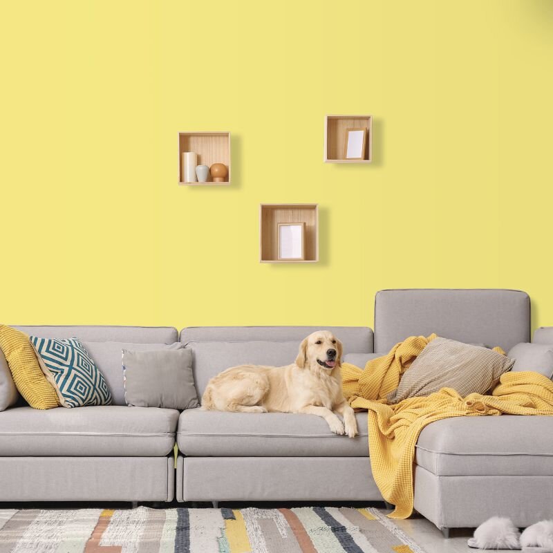 Wandfarbe Hellgelb Tanami 1D Wallcover Colors S 0540-G90Y