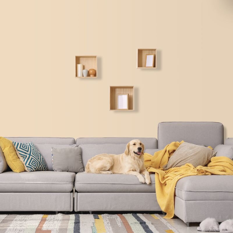 Wandfarbe Creme Beige Bisque Gobi 5A Wallcover Colors S 1010-Y40R