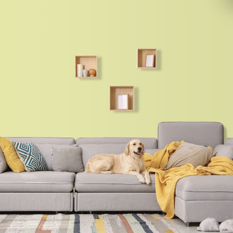 Wandfarbe Weißgrün Blassgrün Kilkenny 3A Wallcover Colors S 1020-G80Y