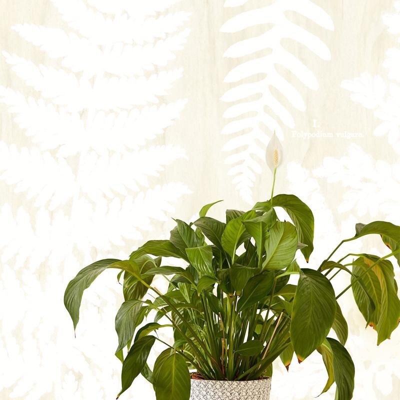 Digitaldruck-Tapete Weiß Eijffinger (1021151)