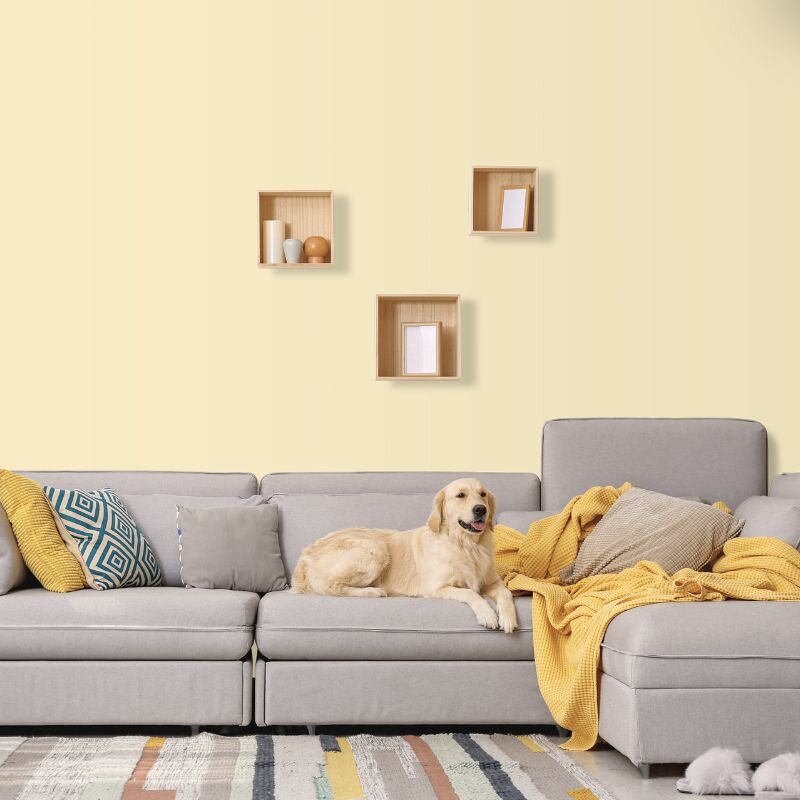 Wandfarbe Blassgelb Gelb Light Orange 2C Wallcover Colors S 0510-Y20R 2,5 Liter