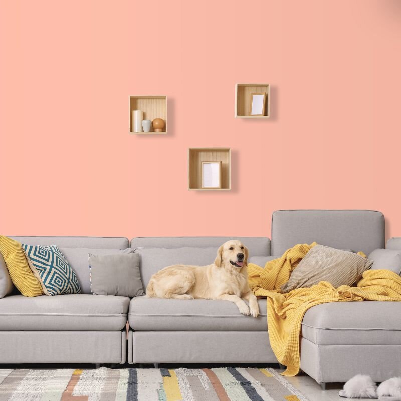 Wandfarbe Apricot Pfirsich Firenze 1B Wallcover Colors S 0530-Y80R 2,5 Liter