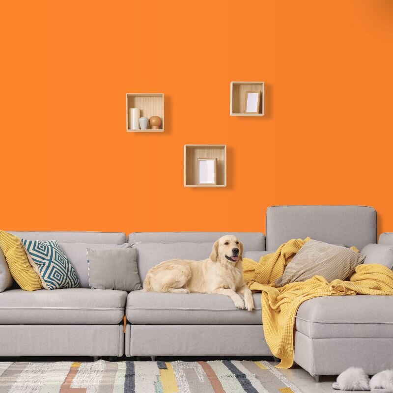 Wandfarbe Orange Bologna 1F Wallcover Colors S 0570-Y50R 2,5 Liter