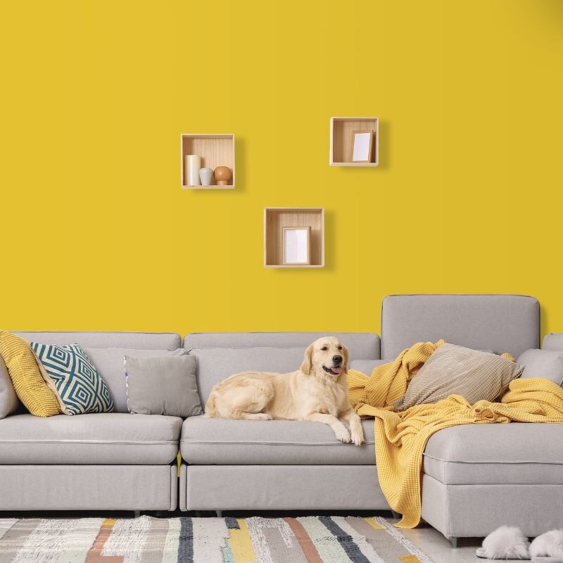 Wandfarbe Sonnengelb Tanami 3E Wallcover Colors S 1070-Y 2,5 Liter