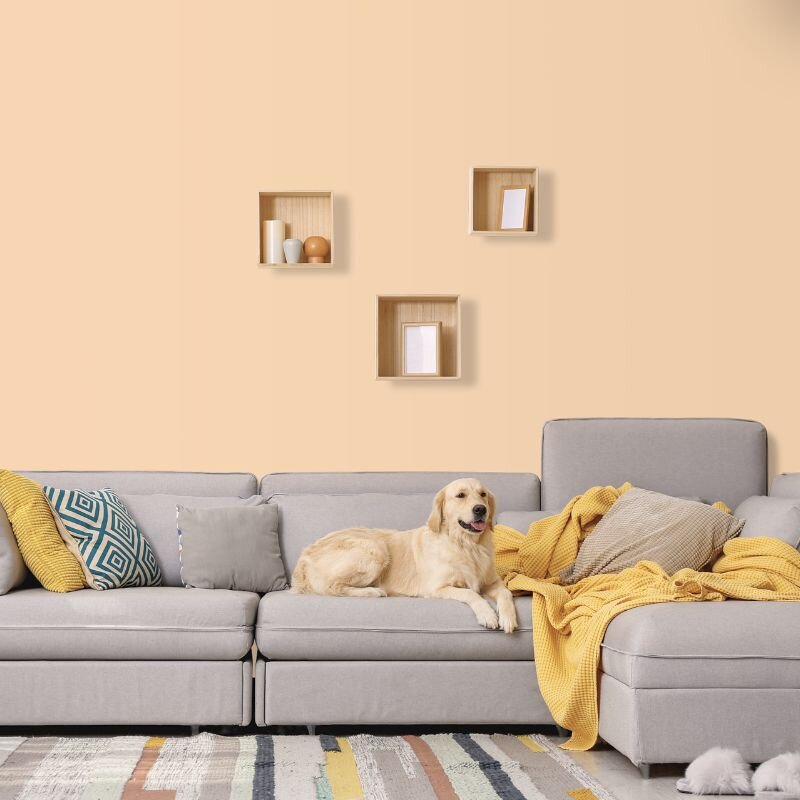 Wandfarbe Apricot Pfirsich Ravenna 1B Wallcover Colors S 0515-Y40R 5 Liter