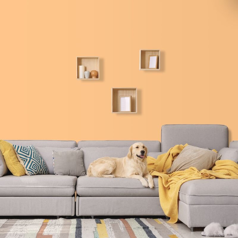 Wandfarbe Apricot Orange Ravenna 1C Wallcover Colors S 1030-Y30R 5 Liter