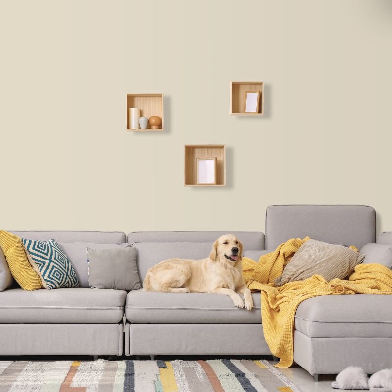 Wandfarbe Sand Creme Beige Light 6B Wallcover Colors S 1505-Y 5 Liter