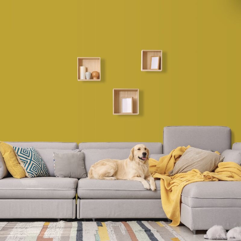 Wandfarbe Currygelb Senfgelb Tanami 3F Wallcover Colors S 2060-Y 5 Liter