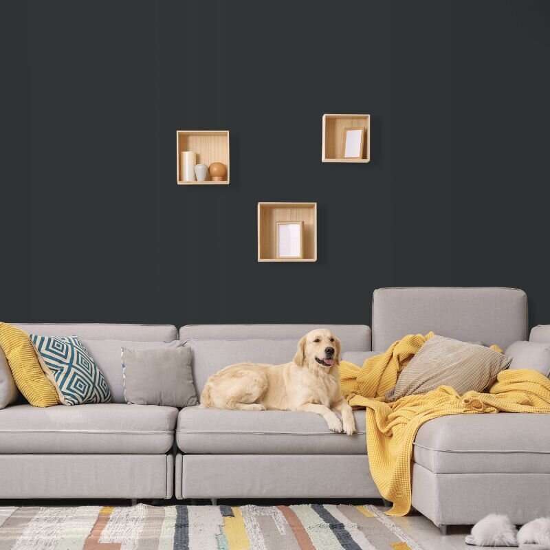 Wandfarbe Grau Schwarzgrau Moon 6F Wallcover Colors S 8005-B80G 5 Liter