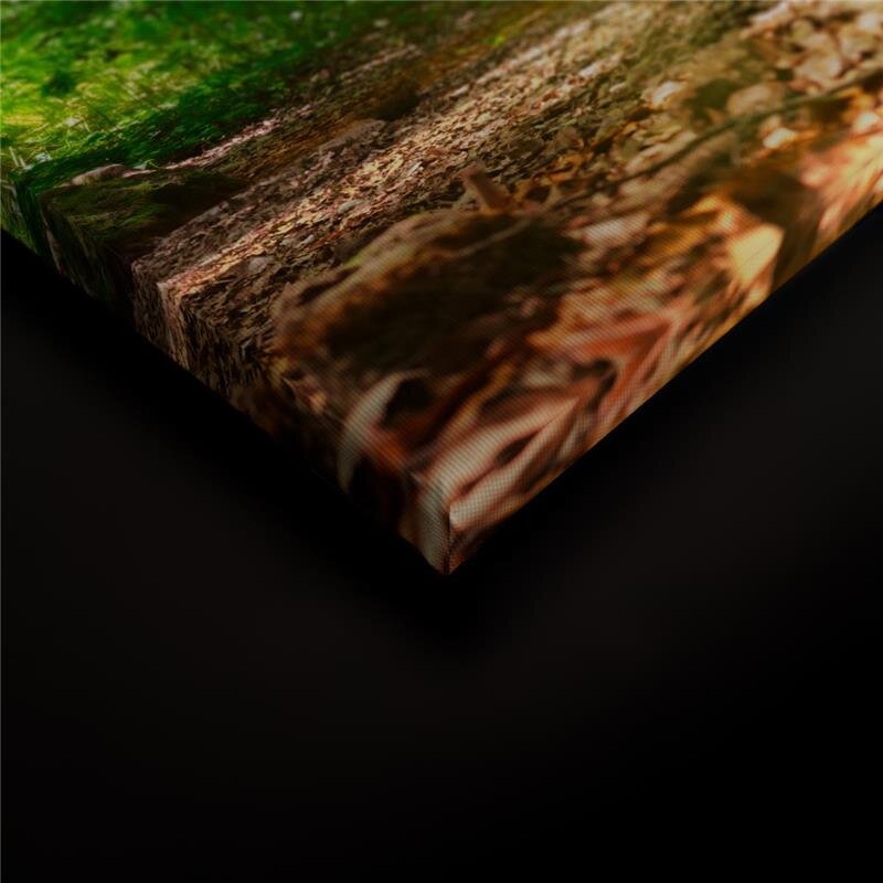 A.S. Création Leinwandbild ForestLight Größe 90cm x 60cm