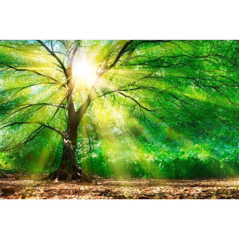 A.S. Création Leinwandbild ForestLight Größe 90cm x 60cm