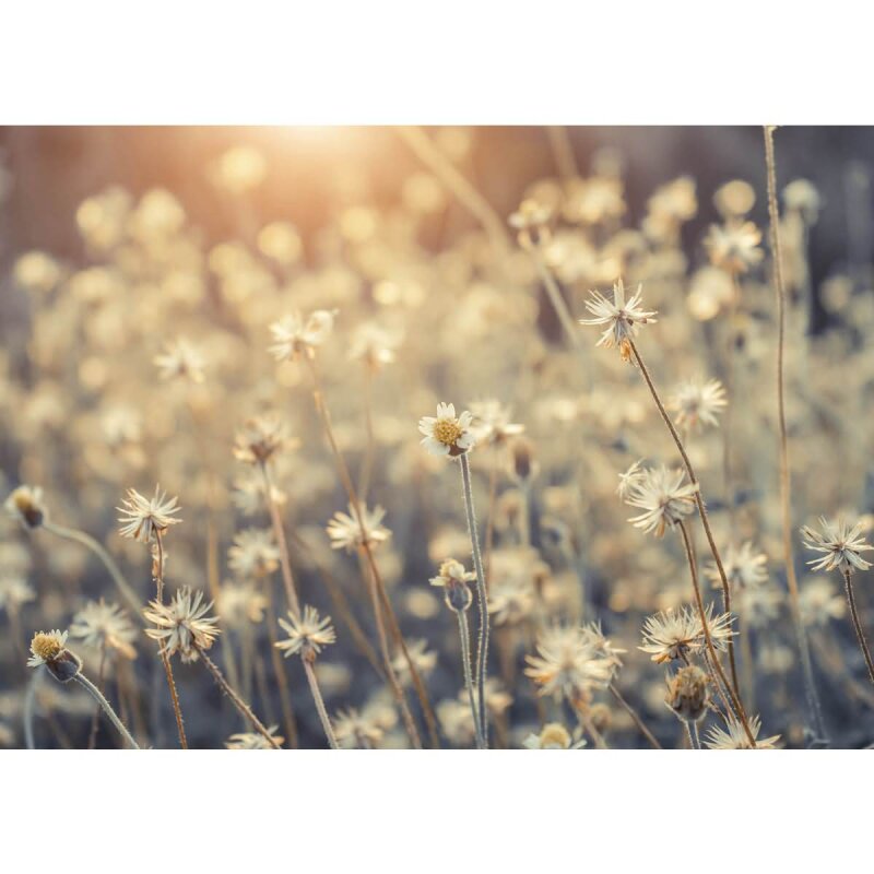 A.S. Création Leinwandbild Mexican Daisy Größe 70cm x 50cm