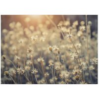 A.S. Cr&eacute;ation Leinwandbild Mexican Daisy...